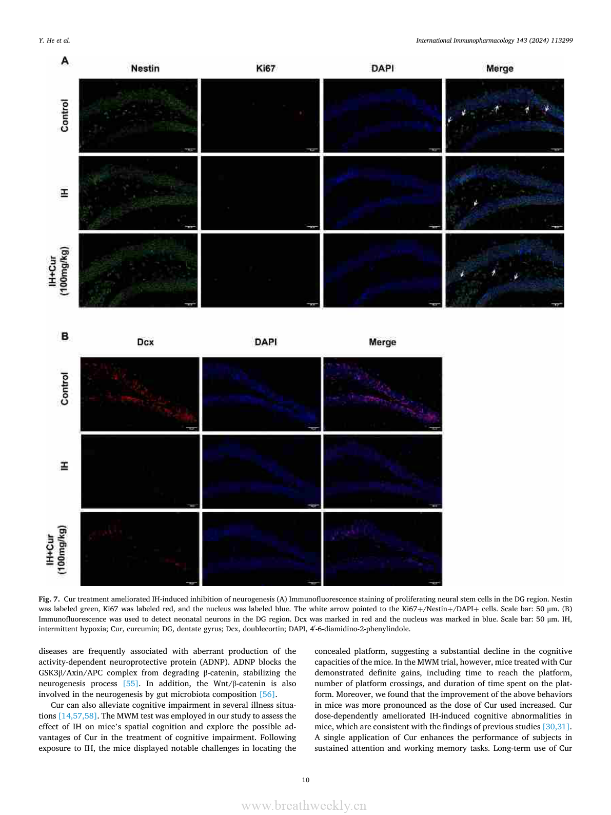 海马H&E和Nissl染色